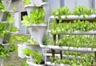 Affordable DIY Hydroponic Gardening Ideas for Indoor Spaces