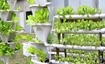 Affordable DIY Hydroponic Gardening Ideas for Indoor Spaces