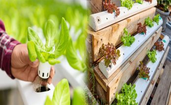 Beginner-Friendly Hydroponic Gardening Systems for Home Use