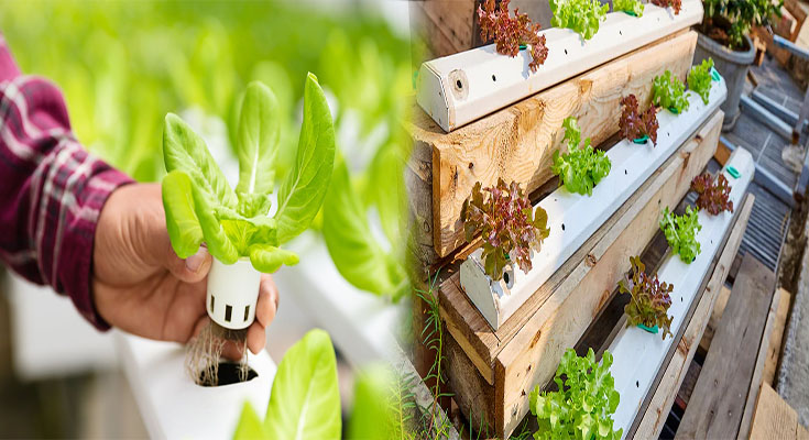 Beginner-Friendly Hydroponic Gardening Systems for Home Use