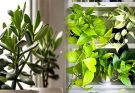 Best Feng Shui Plants to Attract Wealth and Prosperity