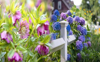 Best Low-Maintenance Flowers for Small Container Gardens