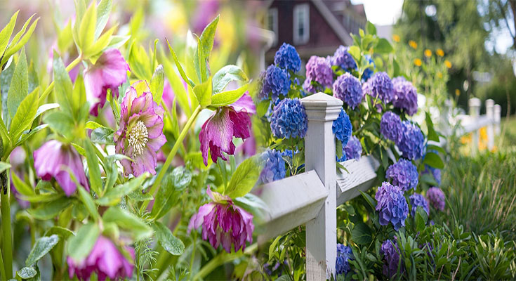 Best Low-Maintenance Flowers for Small Container Gardens