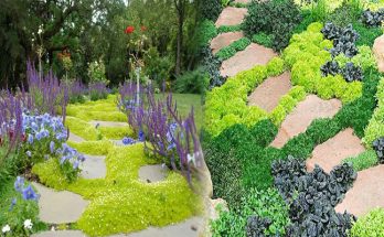 Cheap Ground Cover Plants for Easy and Affordable Landscaping