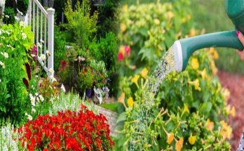 Cost-Effective Native Plants for Eco-Friendly Landscaping