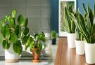 Feng Shui Tips for Placing Wealth Plants in Your Home