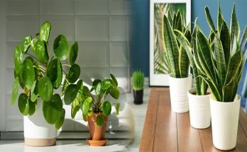 Feng Shui Tips for Placing Wealth Plants in Your Home