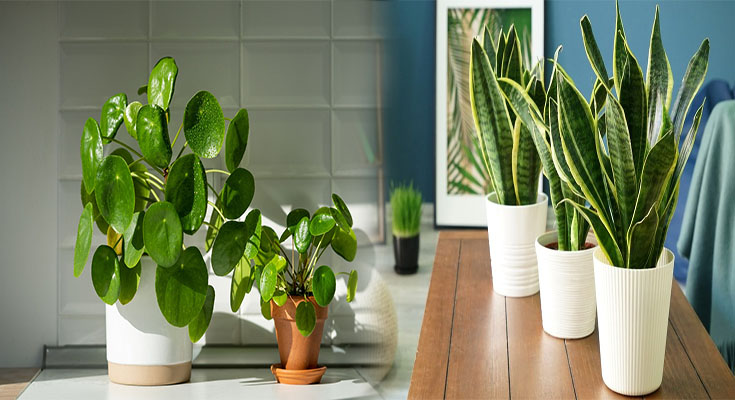 Feng Shui Tips for Placing Wealth Plants in Your Home