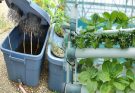 How to Start a Small Hydroponic Garden at Home