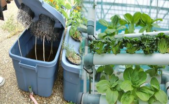 How to Start a Small Hydroponic Garden at Home