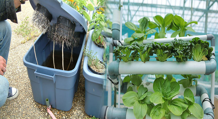 How to Start a Small Hydroponic Garden at Home