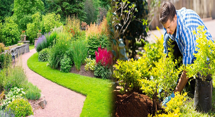 Low-Maintenance, Cheap Landscaping Plants for Beginners