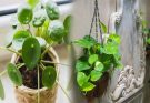 Lucky Indoor Plants for Wealth and Financial Success in Feng Shui