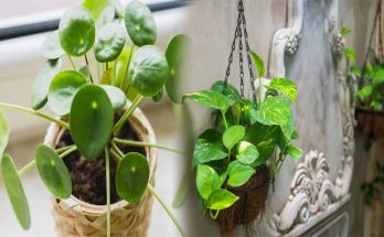 Lucky Indoor Plants for Wealth and Financial Success in Feng Shui