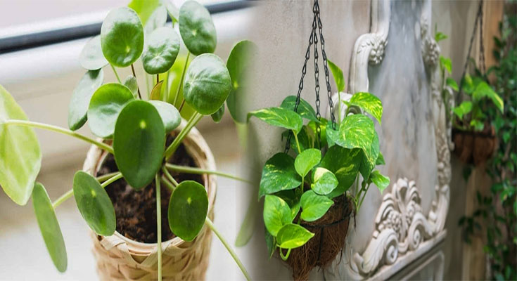 Lucky Indoor Plants for Wealth and Financial Success in Feng Shui