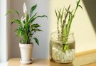 Money-Attracting Plants for Feng Shui Wealth Corner