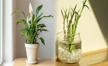 Money-Attracting Plants for Feng Shui Wealth Corner