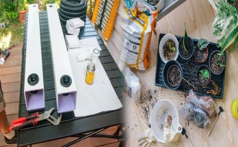 Step-by-Step Guide to Setting Up a Home Hydroponic Garden