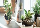 Top Feng Shui Plants for Boosting Wealth Energy in Small Spaces