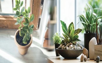 Top Feng Shui Plants for Boosting Wealth Energy in Small Spaces