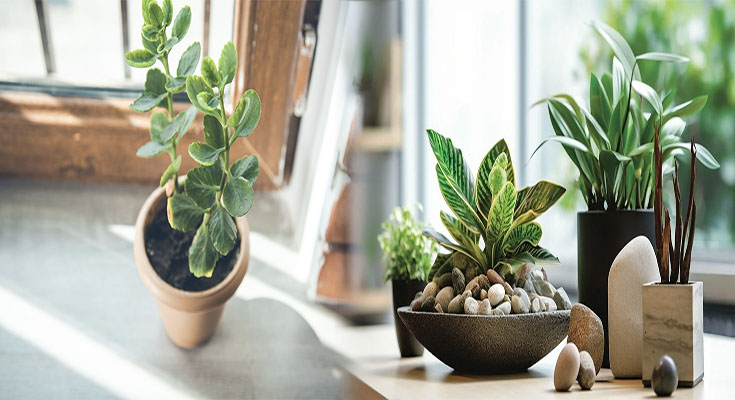 Top Feng Shui Plants for Boosting Wealth Energy in Small Spaces